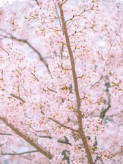 " 선생님 좋아해요 " 