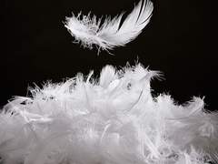 Arthur Von White | 백작 |XY