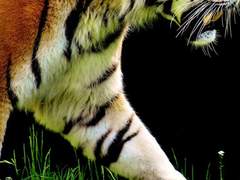 기린과 사냥꾼 (2)