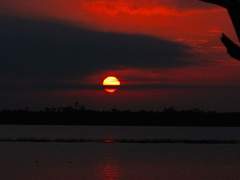 Lily A. Pennington / G / Xx / 순혈