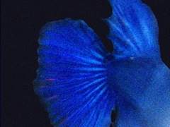 [태웅태섭] 게슈탈트 붕괴