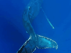 대협대만 | 헤엄 (2)