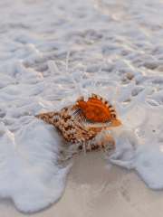 앨러배스터 뮤렉스