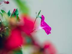 [탱댐 60분 전력] What’s the Story, Morning Glory (주제: 꽃, 식물)