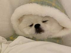 어느 날 현관으로 강아지가 찾아왔다 上