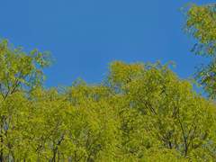 [석순]사계(四戒) : 봄