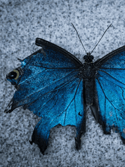 蝶の墓 : 나비무덤