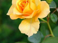 위험한 연애를 시작해 버렸어요...! 10