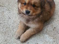 65년 뱀띠 이야기 시작