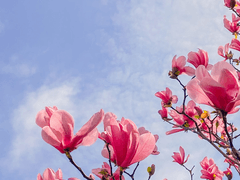 Re. 매화 아래 목련 5