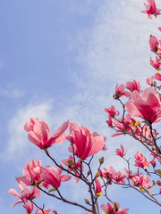 매화 아래 목련