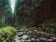 기린과 사냥꾼(3)