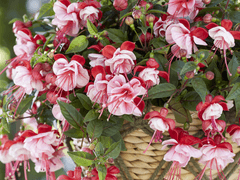 [썰] 진짜를 가지세요