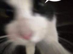 카톡짤로 과몰입하기