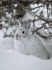 눈토끼는 길을 잃었다.