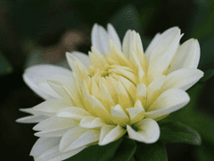 흉터투성이인 아이