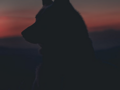 프롤로그) 늑대소년 이민형과 정략혼인 <1>