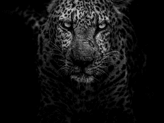 [슬램덩크]초원의 우리들#3