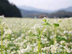 메밀꽃 러브레터