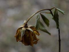 장미의 부재는 꽤나 괴롭기에.