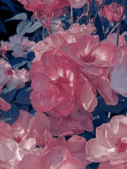 캐릭터 프로필 모음