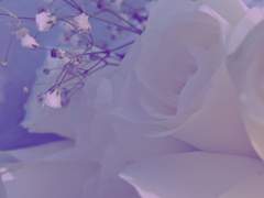 페리 로사리 / xx / 36