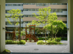 230515 건물과 장미