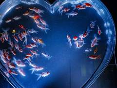 범고래 출몰주의