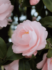 메이필드의 이야기