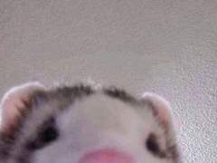 노더 연성 백업