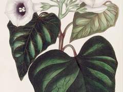 36. 왜 저한테 잘해주세요?