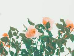 [린당] My Orange Rose