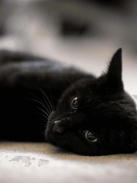 [영 독 연]가볍게 꺼내 읽는 사피엔스-장바티스트 드 파나피