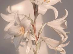 피로 물든 White Lily