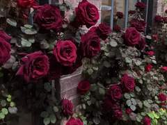 샬롯/4학년/수예부