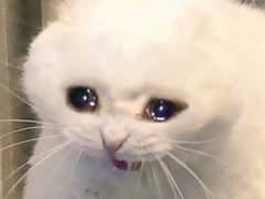 마법소녀 가이드