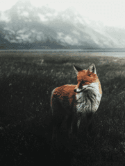 나의 작은 여우에게