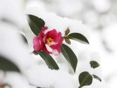 [유하원산] 해홍화(海紅花) : 첫번째.