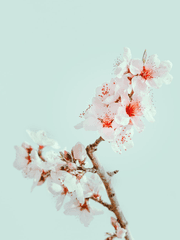 단편/조각글/드림 모음