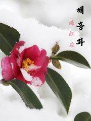 해홍화(海紅花)