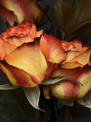 그날의 만남은 피로 물들었다.