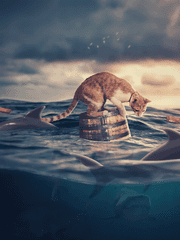 바다를 품은 고양이