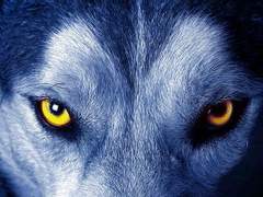 제노는 해치지 않아요