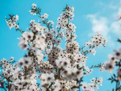 [모브레이] Tempo Rubato