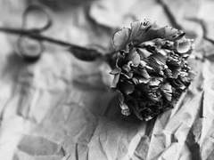 [창민건수] 카네이션