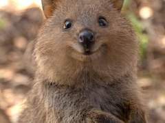 쿼카의 등장 3 에필로그 (완)