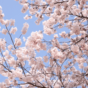 네가 나의 봄이기를