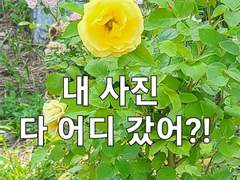 스마트폰 교체 - 내 사진 폴더 어디 갔어?!