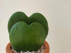 바야흐로 5월은 꽃이 피는 계절