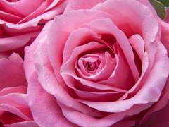 백하연 18 xx 치어부